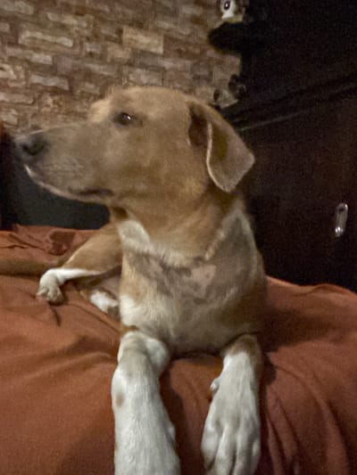 A medium shot shows a tan and white dog lying on a rust-colored surface, likely a bed or couch, with its front paws visible. The dog is facing left and looking in the same direction. The background consists of a dark, indistinct area, possibly furniture, and a brick wall with a textured surface. The lighting is dim. The scene is indoors. There is no information available to determine the location in the city of Toluca, Mexico.