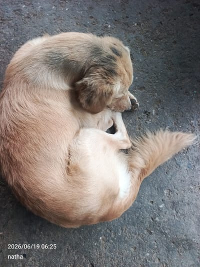 A tan and brown dog sleeps curled on a dark gray asphalt surface. The dog's head is tucked in, obscuring its face. Its tail is curled around its body. The asphalt appears weathered and slightly uneven. A timestamp "2026/06/19 06:25" and the name "natha" are superimposed in the lower left corner of the image. The scene is outdoors and appears to be in a public space, possibly a street or sidewalk, in El Chaparral, Venezuela.
