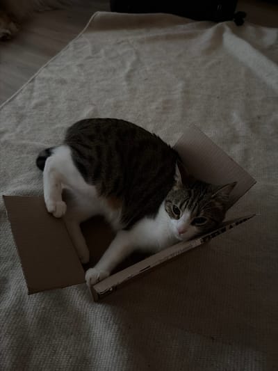 A tabby and white cat is lying in a cardboard box. The box is on a light-colored textured rug, possibly in a residential setting in Laval, Canada. The cat is positioned on its side, with its head resting against the edge of the box. Its front paws are extended, with one paw visible reaching out of the box. The cat's fur is striped brown and black on its back and sides, with white markings on its chest, belly, and paws. The background is dimly lit, with hints of a wooden floor visible in the upper left corner.