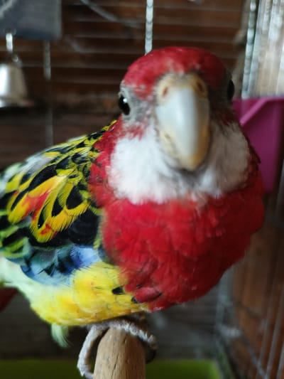 A close-up, eye-level shot shows a rosella parrot perched on a wooden dowel in what appears to be a cage. The parrot's head is tilted slightly upwards and its beak is pointing towards the camera, creating a slightly blurred effect due to the close proximity and shallow depth of field. The parrot exhibits vibrant plumage, with a bright red head and chest, white cheeks, and a mix of yellow, black, blue, and green feathers on its wings and body. The background is out of focus, revealing cage bars and hints of other objects, possibly a feeder or water dispenser. The image is taken indoors, suggesting a domestic setting. The provided location of Lagovskoe, Russia is not determinable from the visual evidence in the image.