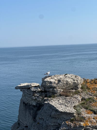 The scene depicts a rocky outcrop overlooking the sea near Sveti Nikola, Bulgaria. A seagull perches on the cliff face. The sky is clear and the sea calm, indicating fair weather. The rock face shows signs of weathering and is partially covered with vegetation.