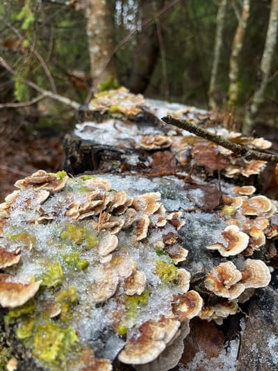 This image depicts a close-up, ground-level view of a segment of a decaying log or tree stump situated in a forest environment in Petriškė, Lithuania. The log is densely covered by numerous small, shelf-like bracket fungi, displaying concentric bands of cream, light brown, and darker brown hues. Patches of vibrant green and yellowish-green moss or lichen are interspersed among the fungi, particularly prominent on the left side of the log. A granular layer of white snow and ice partially covers the fungi, moss, and the log's surface. Scattered brown, decaying leaves and small twigs, including a single pine needle, are visible on and around the log. A thin, leafless branch extends from the upper right, resting on the log. The background is a blurred, out-of-focus forest scene, revealing vertical tree trunks and dark evergreen foliage. No individuals or discernible actions are present.