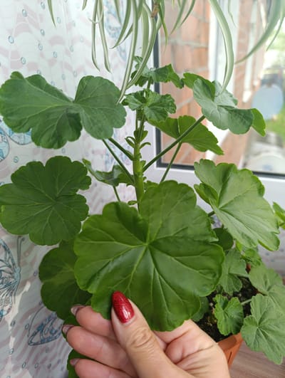 A close-up, eye-level shot shows a hand with polished red nails gently touching the edge of a large, green, heart-shaped leaf of a potted plant. The plant's leaves are deep green and lobed, with serrated edges and visible veins. The plant is in a brown pot, and the background consists of a patterned wallpaper with subtle butterfly designs and a window. Through the window, a brick wall and some greenery are visible, suggesting an outdoor scene beyond. A portion of another plant, with long, striped green and white leaves, hangs from above in the top left corner. The lighting suggests it is daytime, possibly morning or afternoon, with natural light filtering in. The scene is set indoors, near a window. The overall impression is one of quiet domesticity and care for a houseplant. No visible text is present.