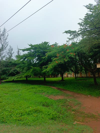 A tranquil dirt path meanders through a lush green park in Gidan Waya, Nigeria. Overhead, power lines slice across a cloudy sky. Tall, leafy trees line the path, their vibrant green foliage punctuated by clusters of bright red blossoms. A mix of grass and other greenery covers the ground, creating a serene environment. In the distance, a fence can be seen behind the trees. There are no people visible in the scene.