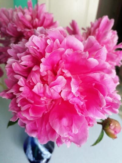 The image shows a close-up of vibrant pink peonies in a vase. The flowers are fully bloomed, with many delicate petals that appear to have dew drops on them. A single bud is visible on the right side of the frame, partially open. The vase itself is dark blue with a glossy finish and is partially visible at the bottom of the image. The background is softly blurred, with light pastel colors suggesting an indoor setting. There are no people or animals present in the image. This photograph was taken in Stropi, Latvia.