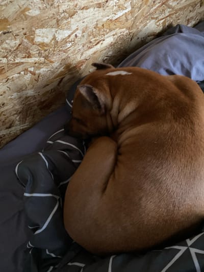 The image shows a brown dog curled up asleep on a bed. The dog is nestled amongst blankets, one of which is a dark grey with white stripes, and another is a plain grey. To the left of the dog and blankets is a wooden surface that appears to be OSB (oriented strand board), suggesting an unfinished or rustic indoor setting. The lighting is dim, indicating it could be nighttime or a dimly lit room. The dog appears comfortable and peaceful, tucked into a tight ball. No people, text, or specific time of day or weather cues are visible beyond the dim lighting. The location context indicates this scene is from Бородулино, Russia.