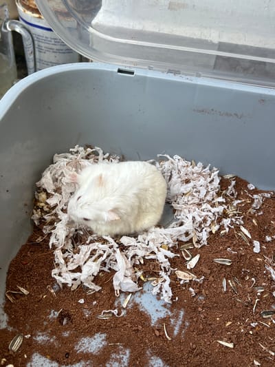 The image shows a white hamster in a grey plastic bin. The bin contains brown substrate, shredded white paper bedding, and some sunflower seeds. The hamster is curled up in the bedding. The lid of the bin is partially open, revealing a blurry background that includes a white container with blue writing and a glass bottle. The scene appears to be outdoors, possibly in a backyard or garden area. There is no information in the image to suggest a location in Jambearum, Indonesia, or any other specific city.