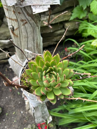 This is a close-up, eye-level, outdoor, natural light, medium shot of a succulent plant in a pot. The succulent is the main subject, vibrant green with red-tipped leaves arranged in a rosette pattern. It is in a white plastic pot, which appears to be partially covered by white plastic sheeting or tape. The pot is placed on or near a weathered, wooden post with visible cracks and lines, possibly a part of a garden structure. Thorny branches are intertwined with the succulent and its pot. In the background, there is a stone wall and lush green foliage, suggesting a garden setting. The ground is visible at the bottom, appearing to be dark soil with some scattered elements. The scene is devoid of any human presence or activity. The location in Mount Royal, Canada, is not visually discernible from the image itself.