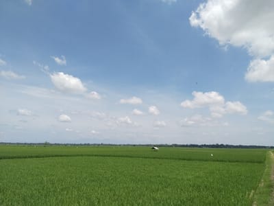 The image shows a vast expanse of green rice fields under a blue sky with scattered white clouds. A small, open-sided shelter is visible in the middle distance. The fields stretch to a distant tree line. A narrow path runs along the right edge of the frame. The location is Teupinbayu, Indonesia.