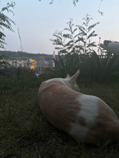 The image shows a tan and white dog resting on the grass near a body of water. In the background, there is a line of trees and a structure across the water. The sky is overcast and appears to be early morning or late evening. There are no visible people in the image, but a foot wearing a sandal is partially visible in the upper right corner. The location is not identifiable within the city of Cherkasy, Ukraine based on the provided image.