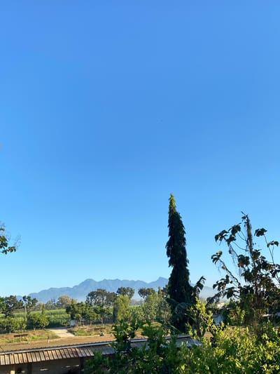 The image displays a tranquil, natural landscape in Margorejo, Indonesia. The scene is dominated by a vast, clear blue sky, suggesting a sunny day. In the foreground and along the right side of the frame, lush green foliage from trees and plants creates a verdant border. A tall, slender evergreen tree stands prominently in the middle ground, its dark green needles contrasting with the brighter green of other vegetation. Beyond the trees, a rural or semi-rural setting unfolds. Fields, possibly agricultural, are visible, interspersed with more trees. In the distance, a range of majestic mountains forms a hazy, blue silhouette against the sky, indicating a significant distance and perhaps a slight atmospheric diffusion. The overall impression is one of peaceful natural beauty, bathed in the bright light of daytime. There are no people or specific objects that draw significant attention, emphasizing the natural elements of the scene. The composition suggests a view from an elevated position, possibly a balcony or a hillside, looking out over the landscape. The time of day is clearly daytime due to the bright sky and strong lighting. The weather appears to be clear and fair.
