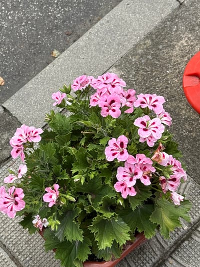 An overhead, medium shot captures a potted plant with vibrant pink flowers featuring dark red markings and green, serrated leaves. The plant is positioned on a textured gray concrete surface, with a darker asphalt area visible in the upper left quadrant. A bright red, circular object, possibly a lid or cap, is partially visible in the upper right corner. The scene appears to be an outdoor setting in the city of Strelcha, Bulgaria. The image is well-lit, with no visible people.