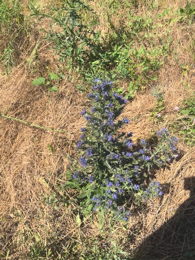 In an outdoor, sunlit environment that appears to be a field or a meadow in the city of Verkhnetemernitsky, Russia, a cluster of vibrant blue flowers is the central focus. The plants are growing amidst dry, golden-brown grass and other green vegetation, suggesting a dry season. The flowers themselves are small and numerous, forming dense spikes atop the green stems. Some of the leaves of the flowering plants are visible, appearing to be lance-shaped and somewhat hairy. A shadow from an unseen object or person falls across the right side of the image, indicating a bright, sunny day. The overall impression is a natural landscape with a focus on the blooming flora.