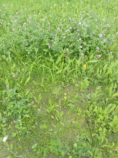 An overhead shot captures a dense patch of green grass and clover flowers in a field. The clover flowers are predominantly pink and purple, with some appearing dried and brown. The grass is varied in length, with some taller blades mixed with shorter, sparser patches. In the lower left, a crumpled piece of white paper is visible. Two small yellow flowers can be seen in the middle of the frame, one slightly to the left and another more centrally located. The scene is likely outdoors, possibly a meadow or unkempt lawn. The location is Shadrinsk, Russia, suggesting a natural or semi-natural environment within the city.