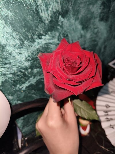 A fair-skinned hand, likely belonging to an adult, is positioned centrally, holding a single, deep red rose by its stem. The rose features numerous velvety petals, some exhibiting slight browning along their edges, indicative of minor senescence. A small, dark-bodied insect is visible on one of the upper petals, and a clear droplet of liquid rests in the deepest part of the rose's unfurled center. A few green leaves are partially visible attached to the stem near the hand. To the immediate left, a portion of a smooth, white, spherical object, possibly a lamp or decorative item, is present. To the right, a segment of a white, pleated object, resembling a handheld fan with dark markings, is visible. The background is significantly out of focus, presenting a mottled or textured pattern in shades of dark green and teal, with numerous small, illuminated points creating a bokeh effect. The specific location within Villa di Gemmano, Italy, cannot be determined from the visual information present in the image.