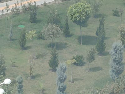 The image depicts a park-like setting in Arkadag, Turkmenistan, with a variety of trees and vegetation. A paved walkway or road is visible in the upper left corner, with small decorative trees planted along its edge. The ground is covered in grass and patches of soil. Several trees of different shapes and sizes are scattered throughout the park, including some with rounded canopies and others that are more conical or slender. Some of the trees appear to be ornamental, with pruned shapes. There are no people visible in the image. The lighting suggests it might be daytime, with shadows cast by the trees indicating sunlight. The overall impression is one of a well-maintained public green space.