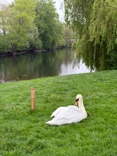A swan rests on a grassy bank beside a body of water, likely a river or canal. The grass is green and interspersed with small white and yellow flowers. A weathered wooden post lies on the grass near the swan. Across the water, trees line the bank. The location is Kehl, Germany.