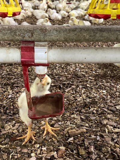 A close-up shot focuses on a single, light yellow chick drinking from a red and white water dispenser in a facility. The chick is standing on a bed of wood shavings, with its front right foot slightly raised. In the background, a large flock of similar chicks is visible, some resting and others standing. Yellow and red feeders are also present in the background. The overall environment appears to be an indoor poultry farm. The location is not discernible from the image.