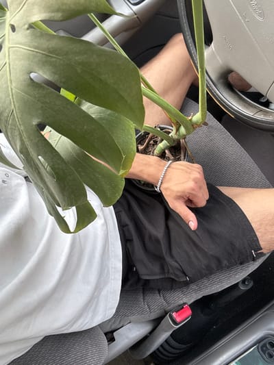 Inside a car, a person is seated holding a potted Monstera plant on their lap. The individual wears black shorts and a white t-shirt, a silver bracelet adorns their wrist. A grey car seat is visible, along with parts of the dashboard and steering wheel. The plant's large, green leaves dominate the foreground.