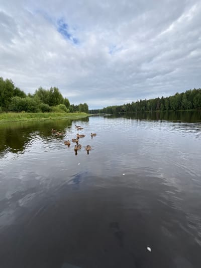 A flock of ducks swims in a wide, calm river. The river is bordered on the left by a lush green bank with trees and grass, and on the right by a dense forest. The sky is overcast with scattered clouds, and the water reflects the cloudy sky and the trees. The scene appears to be in a natural, rural environment.