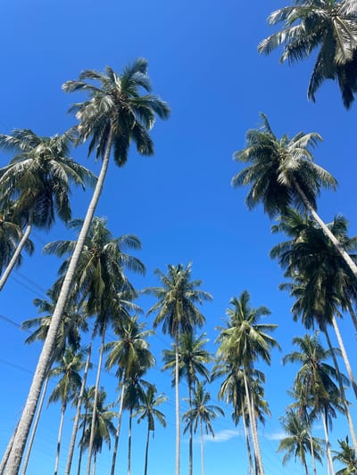 The image depicts a cluster of coconut palm trees against a clear, bright blue sky. The camera angle is looking upwards, emphasizing the height and arrangement of the trees. The trunks of the trees appear straight and slender. Power lines are visible, intersecting the view through the trees. This scene may be located in Bulo Gogo, Indonesia. No people are visible in this image.