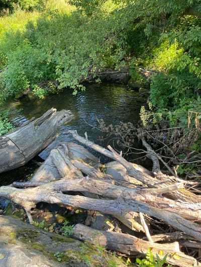The image shows a close-up, eye-level view of a narrow, dark-water creek flowing through a densely vegetated area. Fallen logs and branches are strewn across the creek bed and banks, creating a natural dam. The water is partially obscured by the debris, but ripples and reflections of the surrounding greenery are visible. The creek banks are covered in lush green foliage, with some areas of tall grass and undergrowth. Sunlight filters through the leaves, creating dappled patterns on the water and the logs. The overall impression is one of a wild, untamed natural setting.