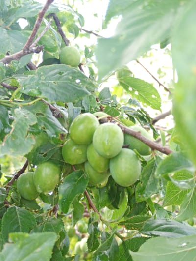 The image presents a close-up, slightly overexposed view of a cluster of unripe green fruits, likely plums, hanging from branches of a tree. The fruits are predominantly round, with some appearing slightly elongated, and vary in size. Many fruits and surrounding green leaves are dotted with clear water droplets, indicating recent rain or heavy dew.

The branches supporting the fruits and foliage are woody and brown. The leaves are a vibrant green, with some exhibiting small holes or imperfections, possibly from insect damage. The background is softly blurred, showing diffuse bright green and white areas, suggesting additional foliage and strong daylight filtering through the canopy.

The scene captures a static, natural moment outdoors, likely during daylight hours, perhaps morning or early afternoon given the bright lighting. No specific activity is taking place, and no people or text are visible. The setting is consistent with a fruit tree in a natural environment, located in Roza, Bulgaria.