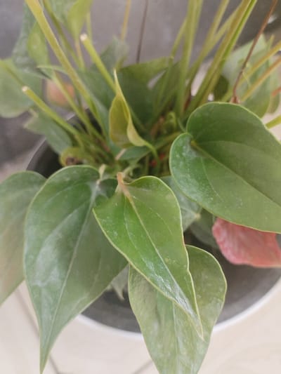 A close-up shot captures the vibrant green leaves of a potted plant, possibly an Anthurium. The leaves are heart-shaped and glossy, with visible veins. Some leaves have a reddish hue, suggesting new growth or a different variety. The plant is in a dark pot, which is placed on a white surface, possibly a table or windowsill. The background is blurred, hinting at an indoor environment with a grey wall. The overall impression is one of a healthy, well-cared-for houseplant, suggesting a domestic or office setting within the city of Октябрь, Kyrgyzstan.