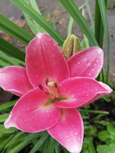 A close-up, eye-level shot captures a vibrant pink lily in bloom, with a few water droplets dotting its petals. The flower is positioned centrally, with its six petals unfurled and slightly curled at the edges. The stamens, a lighter yellow-brown, are visible at the flower's core. To the left of the bloom, a green bud, also speckled with water droplets, is emerging. The background is softly blurred, revealing lush green foliage and hints of soil. The scene appears to be outdoors, possibly in a garden, given the presence of the lily and surrounding greenery. There is no indication of the city of Итеево, Russia, or any specific urban environment. The image is free of people or any human activity.