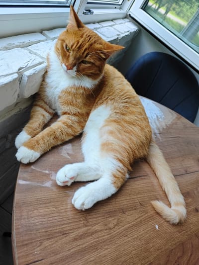 An orange and white tabby cat is lying on its side on a wooden table. The cat is facing left, with its head slightly turned towards the viewer. Its eyes are partially closed and it appears relaxed. The cat's paws are white, and its tail is curled. The table has a glossy finish and is a light brown color. In the background, there is a white brick wall and a window that looks out onto a green, leafy area. A dark blue chair is visible to the right of the cat. The overall scene suggests a domestic setting, possibly a home or a cafe, in Боровский, Russia.