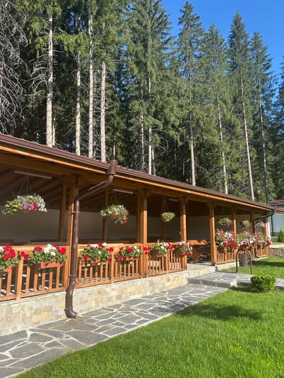 The image depicts a covered outdoor dining area or veranda attached to a wooden building, situated in a forest setting near Madzhare, Bulgaria. Tall pine trees dominate the background, their dense green foliage contrasting with the clear blue sky. The veranda itself is constructed of wood, with a brown roof and supporting columns. Along the railing, numerous potted plants filled with red and white flowers are displayed. Hanging baskets containing colorful flowers are suspended from the eaves of the veranda. A stone pathway made of irregular flagstones leads from the foreground lawn towards the veranda. The ground is covered in lush green grass. The scene appears serene and well-maintained, suggesting a tranquil outdoor space in a natural environment. There are no people or animals visible in the image.