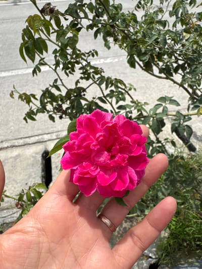 A pink rose is held in a person's hand against a backdrop of greenery and a gray concrete surface. The location is identified as Moo 4, Thailand. The hand is fair-skinned and has a ring on one finger. The rose is in full bloom. The concrete surface has indistinct markings.