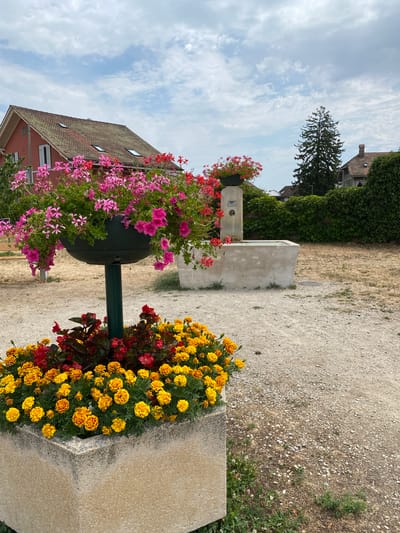 A public water fountain with a rectangular basin is situated in a courtyard area. In the foreground, a large stone planter overflows with bright yellow and orange marigolds, and dark red foliage. Behind this, a tall, dark green pole supports a round planter filled with cascading pink and red geraniums. The fountain itself is made of weathered concrete and features a spout from which water is actively flowing into the basin. Behind the fountain, a lush green ivy-covered wall borders the property. In the background, a red-roofed building with dormer windows and a mature evergreen tree are visible, set against a cloudy sky. The ground is covered in gravel. This scene is located in the town of Boudry, Switzerland.