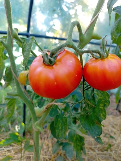 This is a medium shot photograph of ripe tomatoes growing on a vine inside a greenhouse. Two large, round, red tomatoes are prominently featured in the foreground, their smooth skins catching the light. One tomato is slightly to the left and lower, while the other is to the right and slightly higher. Delicate, fuzzy green stems and leaves surround the tomatoes, some of which show slight yellowing, suggesting they are mature or nearing full ripeness. In the background, another, smaller, yellow tomato is visible, also on a vine. The greenhouse structure is suggested by a dark blue bar running diagonally across the upper portion of the image and the translucent, textured material of the greenhouse covering, which diffuses the light and hints at an outdoor scene beyond. The ground beneath the plants appears to be covered in straw or similar organic mulch. The lighting suggests it is daytime, possibly late afternoon, with the sunlight filtering through the greenhouse, creating a soft and slightly hazy atmosphere. The overall scene conveys a sense of natural growth and the bounty of a harvest. There is no visible text in the image.