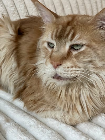 The image displays a close-up, eye-level view of an orange tabby cat resting on a white, textured surface. The cat is facing towards the right of the frame with its head tilted slightly. Its fur is long and appears fluffy, with a mix of lighter and darker orange hues. The cat has striking green eyes, and its mouth is slightly open, revealing a hint of its tongue. Long white whiskers extend outwards from its muzzle. The background is a soft, out-of-focus white material, likely a blanket or bedding, with a subtle ribbed texture. The lighting is even, illuminating the cat's features clearly. There is no indication of the location being in Rozsoshentsi, Ukraine.