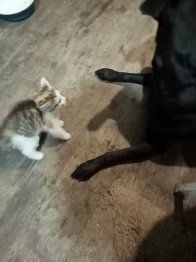 A small, tabby and white kitten is positioned on a concrete floor, looking towards a large, black dog. The kitten is crouched down, with its paws extended. The dog is lying down, with its head and front paws visible. The floor is made of concrete, and there is a blue and white bowl in the upper left corner of the image. The scene appears to be indoors, possibly in a residential setting in Stavchyntsi, Ukraine.