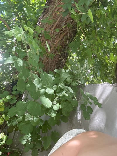 The image shows a close-up view of lush green foliage from a vine or bush growing against a large tree trunk. The leaves are varying shades of green, with some appearing brighter due to sunlight filtering through. A rough, textured concrete wall runs diagonally across the lower right portion of the image. In the bottom right corner, a portion of a person's bare leg and knee is visible, resting against what appears to be a textured stone or concrete surface. The scene is outdoors, likely in a garden or natural setting, given the presence of mature trees and dense vegetation. The location is Garmen, Bulgaria.