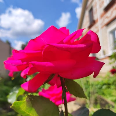 A close-up, low-angle shot features a vibrant fuchsia rose in full bloom, its petals soft and textured, catching the sunlight. The rose is the primary subject, dominating the foreground with its rich color and delicate curves. Behind the rose, the background is softly blurred, revealing hints of a residential setting in Navoloki, Russia. A light-colored building with red brick accents and windows is visible, suggesting a suburban or urban garden environment. The sky above is a clear blue, dotted with fluffy white clouds. Lush green foliage and other pink flowers are also visible in the background, adding depth and context to the scene. The image captures a peaceful, natural moment, likely taken outdoors on a sunny day.