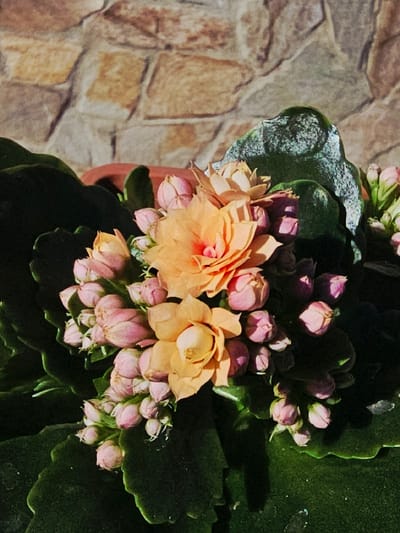 The image depicts a close-up of a flowering plant in Donchevo, Bulgaria. The central subject is a robust plant featuring multiple peach-orange flowers, each with numerous petals, surrounded by a dense cluster of pink, rounded flower buds. The plant exhibits large, dark green, succulent-like leaves with undulating edges, some reflecting direct sunlight while others are in shadow. A reddish-brown terracotta-like pot is partially visible behind the foliage in the upper-center. The background consists of a wall constructed from irregularly shaped, light brown and tan stones, illuminated by direct sunlight which also casts shadows on the plant. No people are visible. The scene is static, captured under bright, directional sunlight.