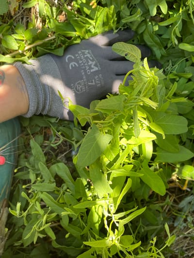 An overhead, close-up shot captures a gloved hand reaching into a cluster of vibrant green vines. The hand, wearing a grey glove with black and white markings including a "CE" symbol, is positioned over the foliage. The vines are dense, with heart-shaped and lance-shaped leaves, some exhibiting small holes. Small yellow buds are visible among the leaves. The background consists of dry leaves and grass. The scene is brightly lit by sunlight, casting shadows and highlighting the textures of the leaves and the glove. The image location is Mtskheta, Georgia.