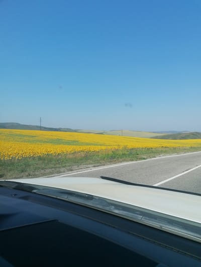 The image depicts a bright, sunny day with a clear blue sky. In the foreground, the dashboard and windshield of a vehicle are visible, suggesting the photo was taken from inside a car. Beyond the vehicle, a vast field of bright yellow sunflowers stretches across the landscape, bordered by a paved road with white lane markings. Rolling green hills and distant mountains form the horizon. A tall, utilitarian electricity pylon stands prominently in the middle ground of the sunflower field. The scene appears to be rural, with no people or explicit urban structures visible. The location is identified as the city of Severnoe, Kazakhstan.