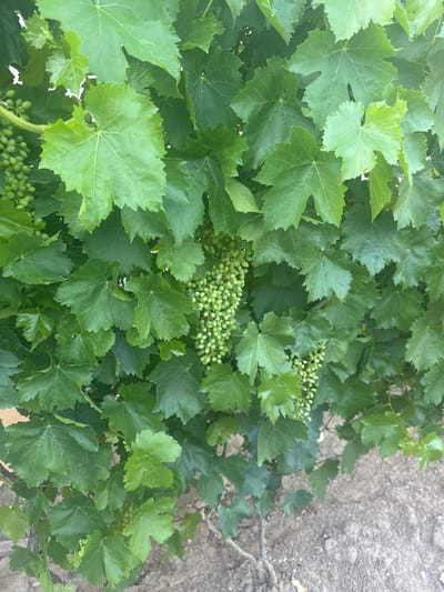 The image shows a close-up view of a grapevine with clusters of small, green grapes and large, green leaves. The grapevine is growing in a patch of dry, sandy soil. The scene appears to be outdoors, likely in a vineyard or garden. There are no people or animals visible in the image. The lighting suggests it is daytime, possibly in the late morning or early afternoon. The foliage is dense, obscuring much of the background, but the ground beneath is visible and appears to be a light brown, dusty earth with some scattered debris. The grapes are in an early stage of development, small and round, densely packed on their stems. The leaves are broad and lobed, characteristic of a grape leaf, with serrated edges. The overall impression is of lush, green growth against a dry, earthy backdrop.