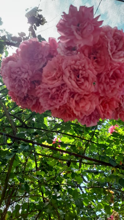 A cluster of vibrant pink roses is prominently displayed in the foreground, their lush petals creating a dense, ruffled texture. The flowers are in full bloom, with some appearing tightly furled and others more open, showcasing multiple layers of delicate petals. They are suspended from branches covered in dark green leaves, suggesting they are part of a climbing or sprawling rose bush.

Beneath the roses, a dense canopy of green leaves forms the middle ground. The leaves are varied in size and shape, with sunlight filtering through them, creating dappled light and shadow patterns. The branches are intertwined, forming a natural trellis.

In the background, hints of a bright, hazy sky are visible through the foliage, suggesting an outdoor setting. A light-colored mesh or net-like structure is faintly discernible in the upper portion of the image, possibly a garden netting or canopy.

On the lower right side of the image, a single, smaller pink rose bloom is visible, distinct from the main cluster. The scene overall evokes a sense of natural beauty and abundance, characteristic of a garden in full bloom during the warmer months. The image appears to have been taken in Bagayevskaya, Russia, as indicated by the metadata.