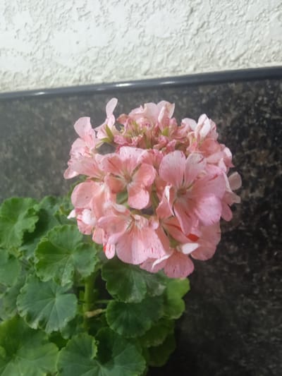 A close-up, eye-level shot features a cluster of delicate, pale pink flowers with darker pink speckles and some red accents, blooming at the top of a plant with large, green, scalloped leaves. The flowers are in focus, while the leaves are slightly blurred. Behind the plant, a textured off-white wall is visible at the top of the frame, with a dark, speckled surface below it, separated by a thin, dark grey line. The overall scene suggests an indoor or sheltered outdoor setting, possibly a garden or balcony, in Unkurgan, Uzbekistan. There are no people or animals present, and no actions or interactions are depicted.