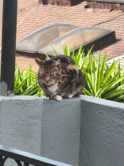 A tabby cat with white paws and a white chest is sitting on a gray wall. Behind the cat, there are spiky green plants and two skylights on a red-tiled roof. A black metal railing is visible at the bottom of the frame. The photo appears to be taken outdoors. Given the roof's architectural style, this photo might be from Quito, Ecuador, but definitive evidence is lacking.
