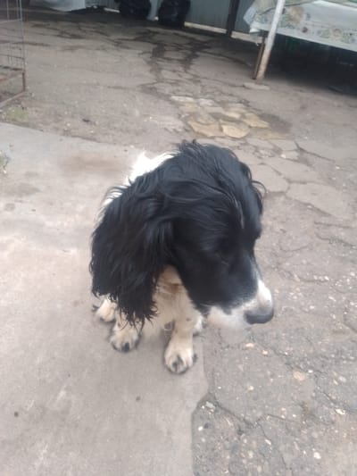 A medium shot captures a black and white dog, likely an English Springer Spaniel, sitting on a concrete surface. The dog is positioned in the lower center of the frame, facing to the right. Its fur is wet, with long, black hair falling over its ears and partially obscuring its face. The dog's muzzle is white, with a dark nose. Its paws are visible, with black pads.

The background suggests an outdoor setting, possibly a yard or courtyard. The ground is paved with concrete, and there are patches of darker, wet areas, hinting at recent rain or standing water. In the upper background, a wire fence is partially visible on the left, and what appears to be a table covered with a patterned cloth is on the right, supported by a pole. Behind these elements, a corrugated metal fence or wall can be seen. The overall lighting suggests an overcast day, with diffused light. The dog's posture and gaze imply it is looking at something off-camera. There is no visible text in the image. The scene appears to be in Yessentuki, Russia.