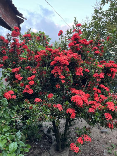 The image depicts a vibrant, large Ixora coccinea bush, densely covered with numerous clusters of small, bright red flowers and dark green foliage. The bush features multiple slender trunks emerging from the ground, which is a mix of bare soil and scattered debris, partially enclosed by a concrete ring structure at its base. To the left, additional green leafy plants are visible. In the upper left quadrant, the eave and a portion of a corrugated roof structure are present, indicating a nearby building. The background reveals additional green tree foliage. Above, the sky is partially cloudy with shades of light blue and white. A single thin black wire, likely an electrical or communication line, traverses the upper portion of the frame diagonally. No people or discernible actions are present. This scene is located in Payakambuk, Indonesia.