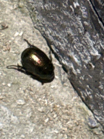 A dark-colored beetle is positioned on a light-colored, textured surface, possibly gravel or sand. The beetle is in focus and appears to be the primary subject. Its body is oval-shaped and dark, with a noticeable iridescent sheen on its upper surface, reflecting light in shades of yellow and pink. The beetle has visible legs, which are black and thin, and appear to be positioned as if it is walking or resting.
The background consists of two distinct textures. To the upper left, there is a dark, rough-textured surface that appears to be a rock or a similar geological formation. This surface has lighter grey and white striations and patches, suggesting a weathered or uneven texture. To the right and below the beetle, the surface is lighter, appearing as a rough granular material, possibly dirt, sand, or small pebbles. This lighter area has some white specks and subtle shadows, indicating it is an outdoor environment.
The lighting suggests it is daytime, with a strong light source creating highlights on the beetle and some glinting on the lighter surface. There are no visible people or text in the image. The overall scene is that of a natural outdoor environment, likely a ground surface with rocky and granular elements. The focus is solely on the beetle and its immediate surroundings. The image appears to be a close-up shot, highlighting the details of the insect and the textures of the ground.