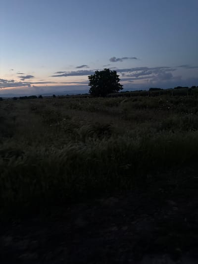The image captures an outdoor scene, likely taken during dusk or twilight. The sky is a gradient of blue, with some cloud formations visible in the upper left portion of the image. A dark tree is silhouetted against the sky in the center-left area. A field of tall grass dominates the foreground and stretches towards the middle of the image. The right side of the image is shrouded in darkness, with indistinct details. There is no indication of a location in Pishtigovo, Bulgaria, or any identifiable people or interactions in the scene.