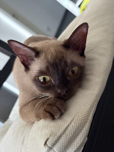 A brown cat with striking yellow eyes rests its head on a beige fabric surface. The cat's ears are perked forward, and its whiskers are prominent. The background is blurred, but appears to be an indoor setting with hints of white furniture or structures. The image does not provide any information about the location in the city of Sohren, Germany.